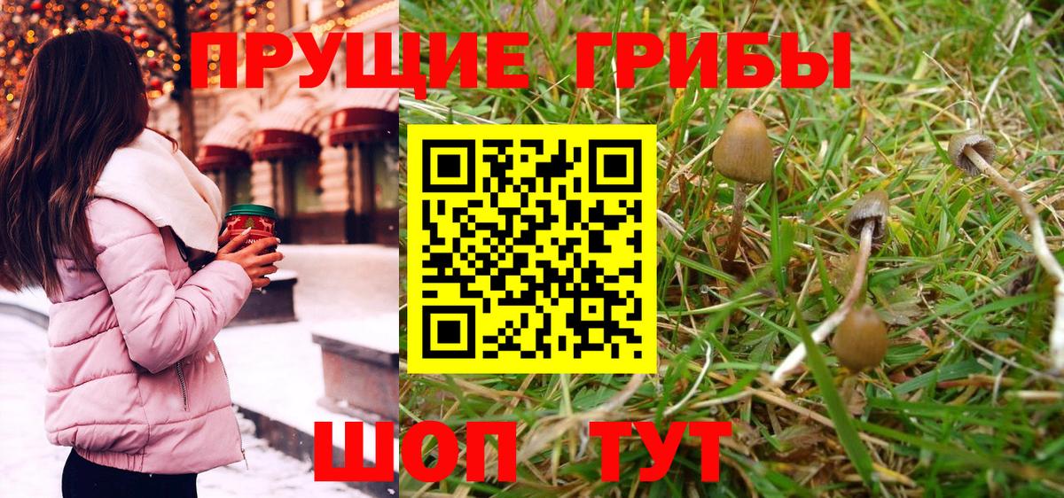 Псилоцибиновые грибы Psilocybine cubensis Асино